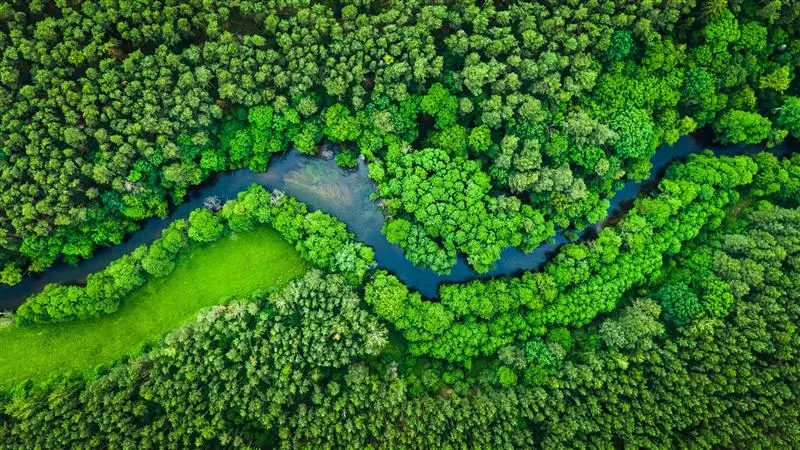 Groen boslandschap als symbool voor duurzaamheid en ESG bij KiK