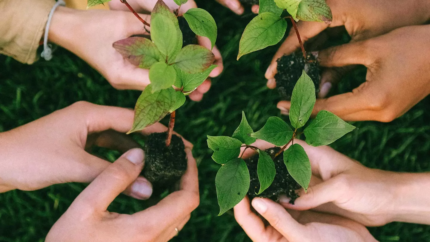 Mensen planten groene zaailingen in de natuur als voorbeeld van de inzet van KiK op het gebied van het milieu